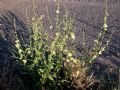 Verbascum sinuatum